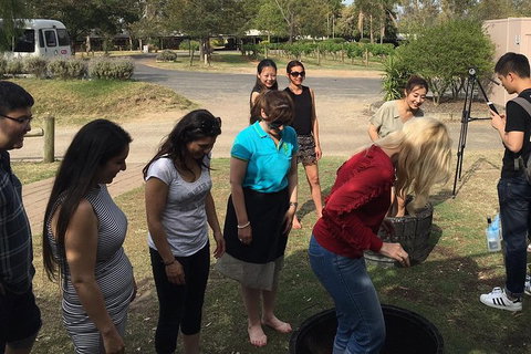 Hunter Valley Grape Stomping - Accommodation Port Hedland 2