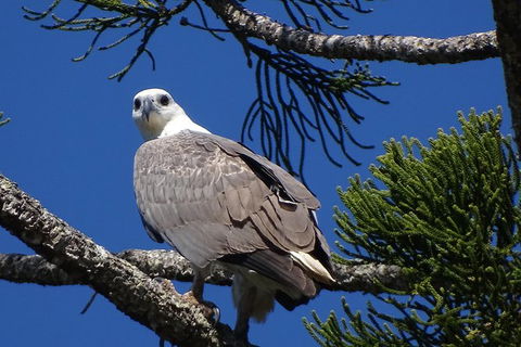 Byron Bay Rainforest Eco-Cruise - Accommodation Port Hedland 2