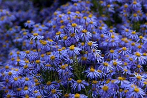 Blue Mountains Botanic Garden And Bilpin Tour From Katoomba With Cider Tasting - Accommodation Port Hedland 3