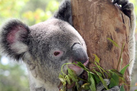 Private 10-hour Tour To Blue Mountains From Sydney - Hotel Pick Up & Drop Off - Accommodation Port Hedland 2