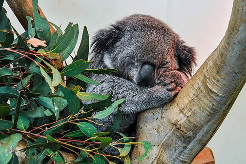 Blue Mountains Highlights, Wildlife Park And Scenic World Full Day Private Tour - Accommodation Port Hedland 1
