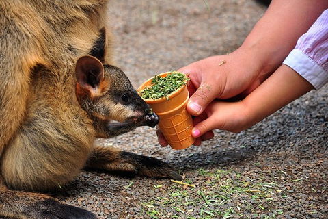 Blue Mountains Highlights, Wildlife Park And Scenic World Full Day Private Tour - Accommodation Port Hedland 3