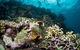 Passions Of Paradise Great Barrier Reef Snorkel And Dive Cruise From Cairns By Luxury Catamaran - thumb 9