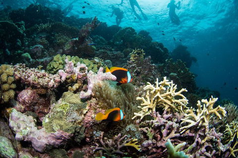 Passions Of Paradise Great Barrier Reef Snorkel And Dive Cruise From Cairns By Luxury Catamaran - Accommodation Port Hedland 9