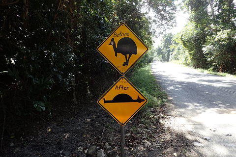 Cape Tribulation, Mossman Gorge, And Daintree Rainforest Premium Day Tour - Accommodation Port Hedland 14