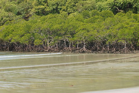 Cape Tribulation, Mossman Gorge, And Daintree Rainforest Premium Day Tour - Accommodation Port Hedland 4