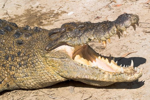 Cape Tribulation, Mossman Gorge, And Daintree Rainforest Premium Day Tour - Accommodation Port Hedland 3