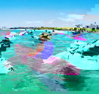 Half Day Dolphin Kayaking and Snorkeling Tour - Accommodation Port Hedland
