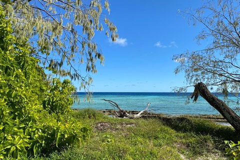 Lady Musgrave Day Trip From Bundaberg Including Snorkeling, Glass Bottom Tour And Guided Island Walk - Accommodation Port Hedland 6