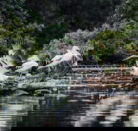 Everglades Eco Safari to Australia's Everglades - Accommodation Port Hedland