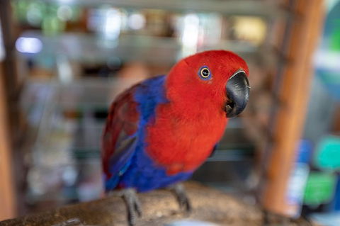 Daintree Rainforest, Cape Tribulation And Bloomfield Track Small Group Tour - Accommodation Port Hedland 14