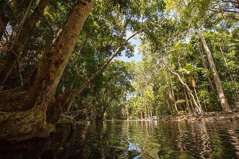 Daintree Rainforest, Cape Tribulation And Bloomfield Track Small Group Tour - Accommodation Port Hedland 7