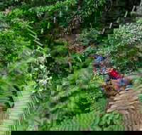 Daintree Rainforest Cape Tribulation and Bloomfield Track Small Group Tour - Accommodation Port Hedland