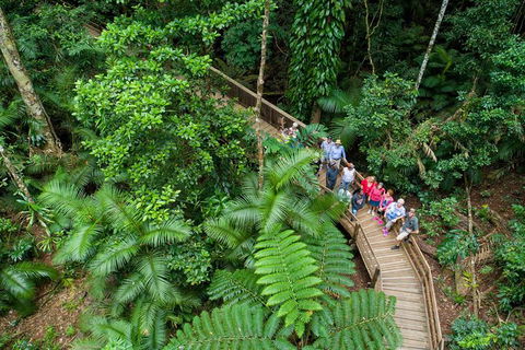 Daintree Rainforest, Cape Tribulation And Bloomfield Track Small Group Tour - Accommodation Port Hedland 0