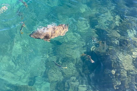 Aquascene Magnetic Island Discovery Tour - Accommodation Port Hedland 6