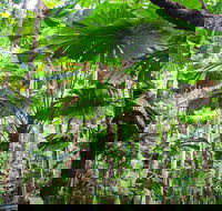 2-Day Cape Tribulation and Daintree Rainforest Tour from Cairns /Port Douglas - Accommodation Port Hedland