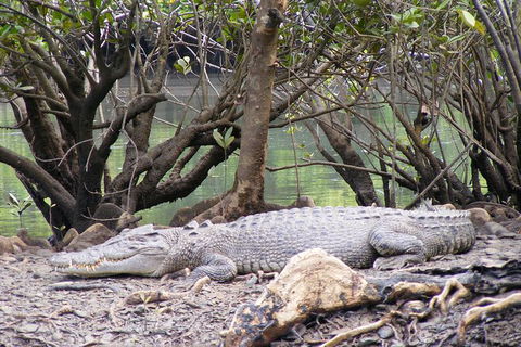 Small Group Daintree Rainforest Tour - Accommodation Port Hedland 3