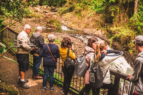 Full-day Springbrook National Park Tour From The Gold Coast - Accommodation Port Hedland 5