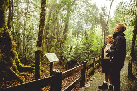 Full-day Springbrook National Park Tour From The Gold Coast - Accommodation Port Hedland 1