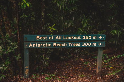 Full-day Springbrook National Park Tour From The Gold Coast - Accommodation Port Hedland 3