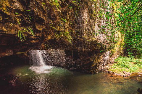 Full-day Springbrook National Park Tour From The Gold Coast - Accommodation Port Hedland 8