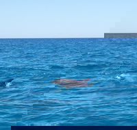 Noosa Wild Dolphin Safari - Accommodation Port Hedland