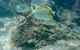 Gold Coast Try-Scuba Experience At Wave Break Island - thumb 4