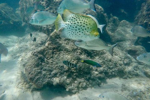 Gold Coast Try-Scuba Experience At Wave Break Island - Accommodation Port Hedland 4