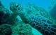 Gold Coast Try-Scuba Experience At Wave Break Island - thumb 10