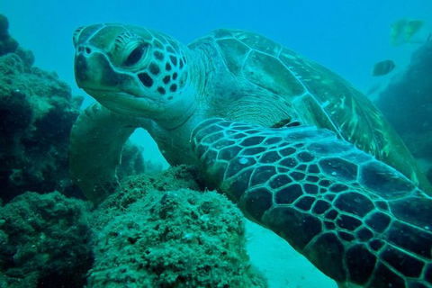 Gold Coast Try-Scuba Experience At Wave Break Island - Accommodation Port Hedland 10