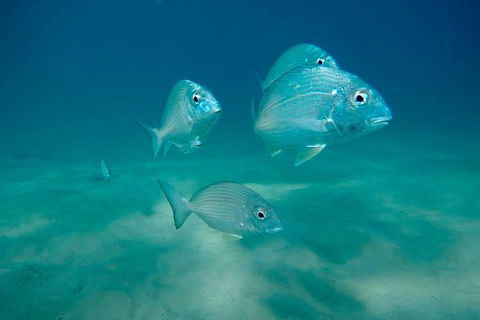 Gold Coast Try-Scuba Experience At Wave Break Island - Accommodation Port Hedland 6