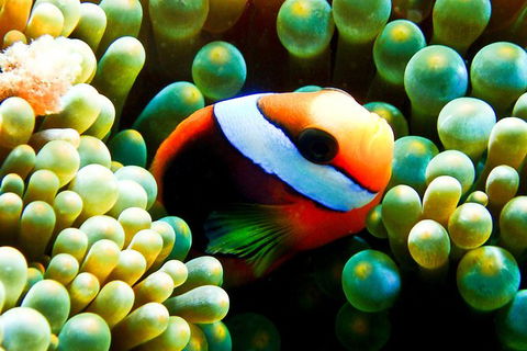 Coral Sea Dreaming: Overnight Dive, Snorkel And Sail Experience From Cairns - Accommodation Port Hedland 2
