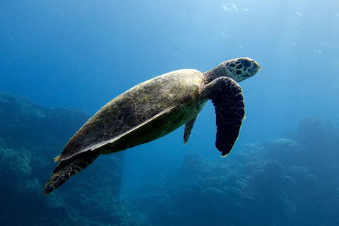 Coral Sea Dreaming: Overnight Dive, Snorkel And Sail Experience From Cairns - Accommodation Port Hedland 4