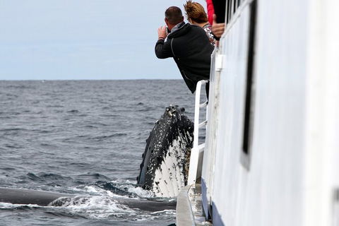 Whale Watching Tour In Gold Coast - Accommodation Port Hedland 8