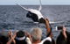 Whale Watching Tour In Gold Coast - thumb 1