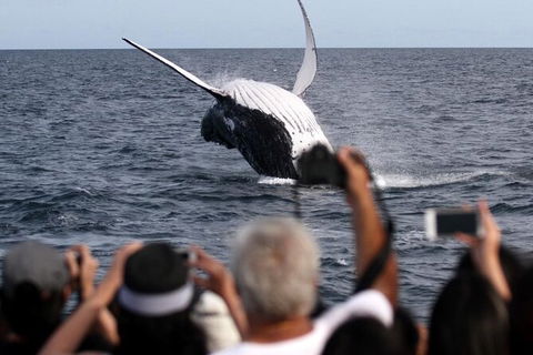 Whale Watching Tour In Gold Coast - Accommodation Port Hedland 1