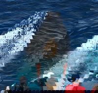 Whale Watching Tour in Gold Coast - Accommodation Port Hedland