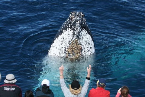 Whale Watching Tour In Gold Coast - Accommodation Port Hedland 0