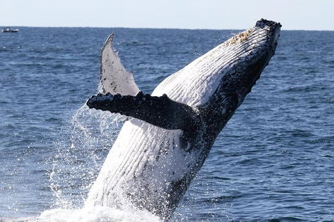 Whale Watching Tour In Gold Coast - Accommodation Port Hedland 3