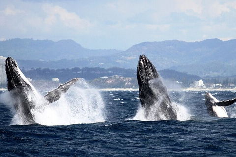 Whale Watching Tour In Gold Coast - Accommodation Port Hedland 6