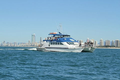 Whale Watching Tour In Gold Coast - Accommodation Port Hedland 4