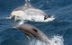 Whale Watching Tour In Gold Coast - thumb 2