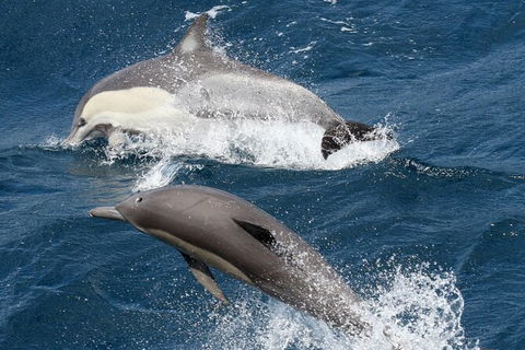 Whale Watching Tour In Gold Coast - Accommodation Port Hedland 2