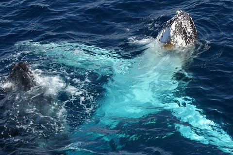 Whale Watching Tour In Gold Coast - Accommodation Port Hedland 5