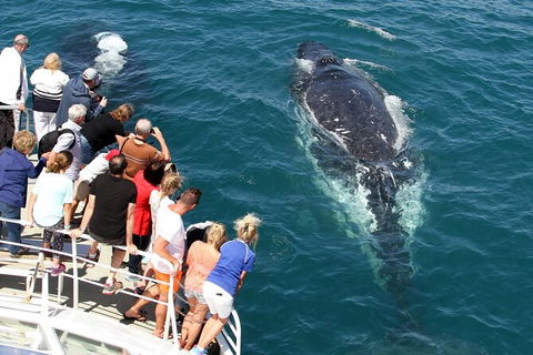 Whale Watching Tour In Gold Coast - Accommodation Port Hedland 7