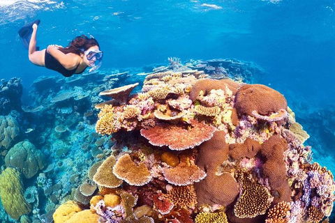 6-Day Best Of Cairns Including The Great Barrier Reef, Kuranda And The Daintree Rainforest - Accommodation Port Hedland 0