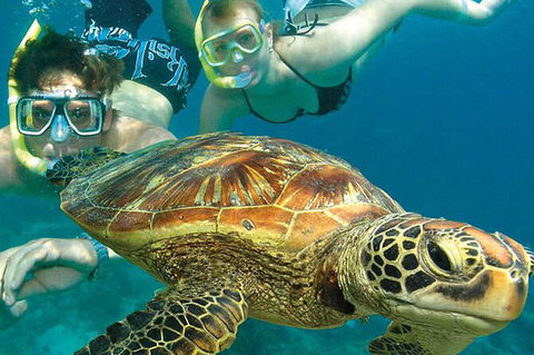 6-Day Best Of Cairns Including The Great Barrier Reef, Kuranda And The Daintree Rainforest - Accommodation Port Hedland 8