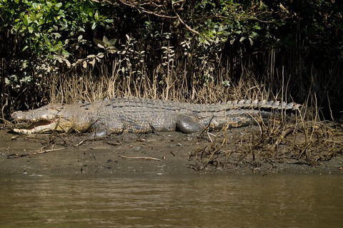 4-Day Cairns With Great Barrier Reef And Daintree Rainforest - Accommodation Port Hedland 6