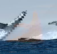Private whale watching - Accommodation Port Hedland
