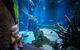 Cairns Aquarium Family Tickets - thumb 6